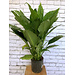 10" Peace Lily