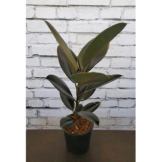 4" Ficus Rubber Ruby (Red)