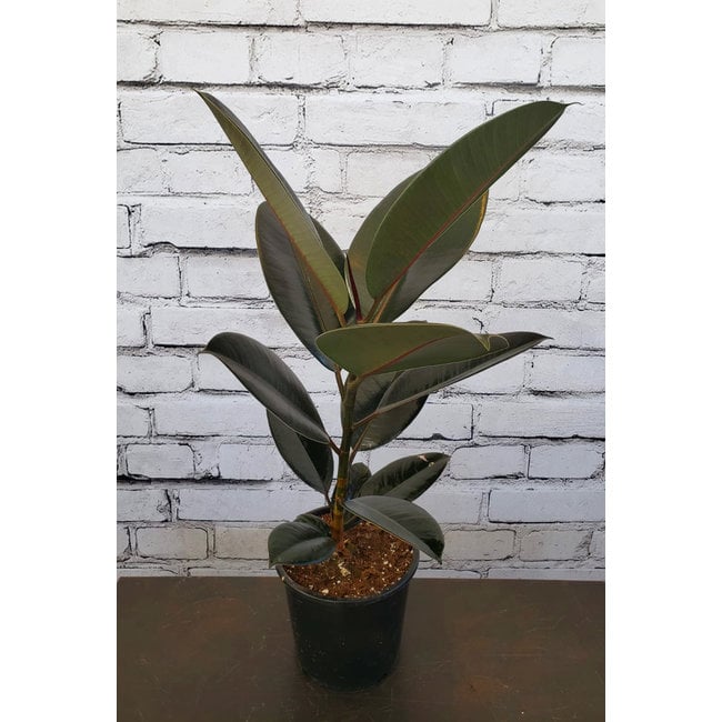 4" Ficus Rubber Ruby (Red)