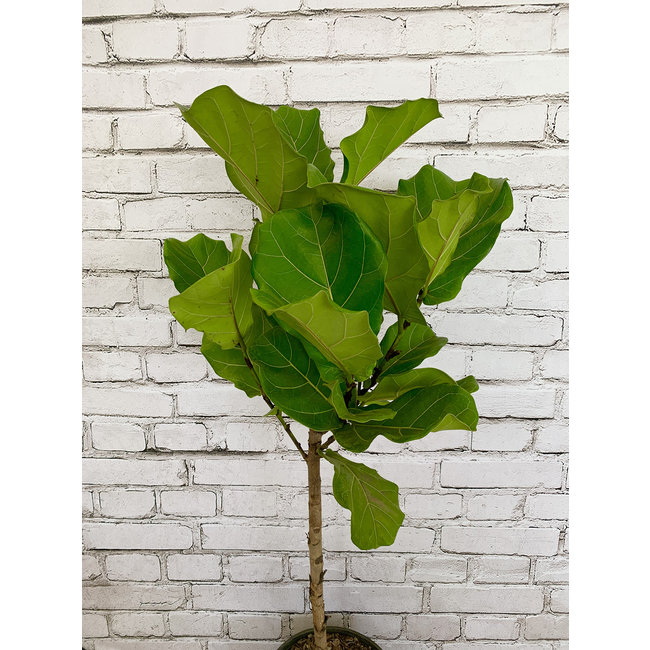10" Ficus Lyrata Std
