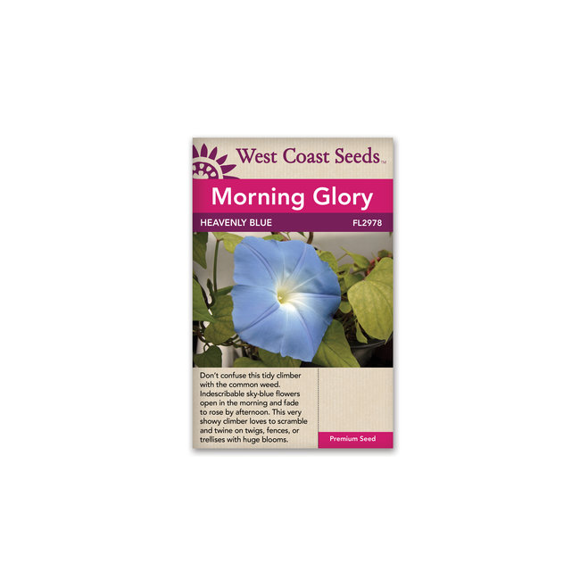 Morning Glory - Heavenly Blue