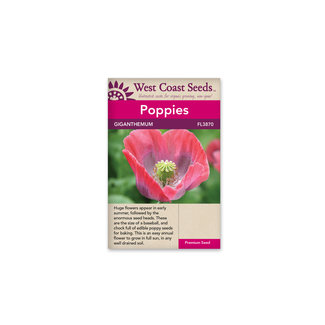 Poppy - Giganthemum