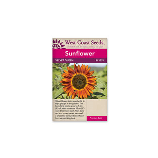Sunflowers - Velvet Queen