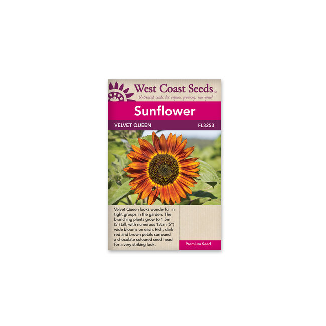Sunflowers - Velvet Queen