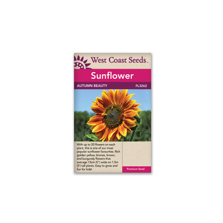 Sunflowers - Autumn Beauty