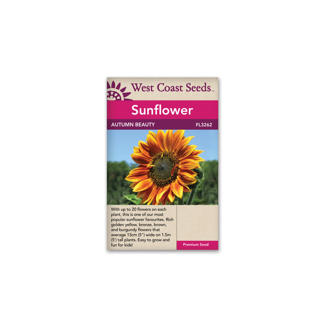 Sunflowers - Autumn Beauty