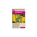 Sunflowers - Teddy Bear