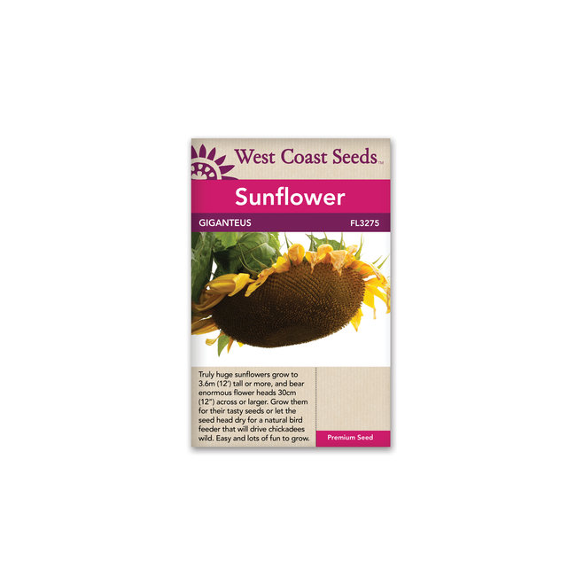Sunflowers - Giganteus