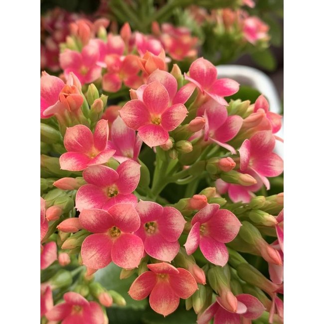 2.5" Kalanchoe Asst