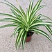4" Spider Plant Variegated