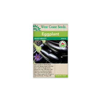 Eggplant - Black Beauty Certified Organic