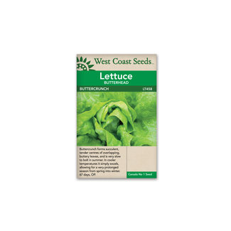 Lettuce - Buttercrunch