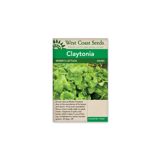Claytonia - Miners Lettuce