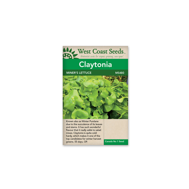 Claytonia - Miners Lettuce