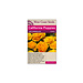 California Poppies - Lady Marmalade