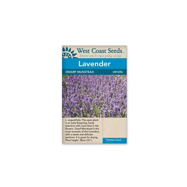 Lavender - Dwarf Munstead