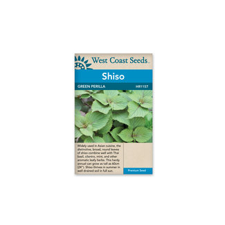 Shiso - Green Perilla