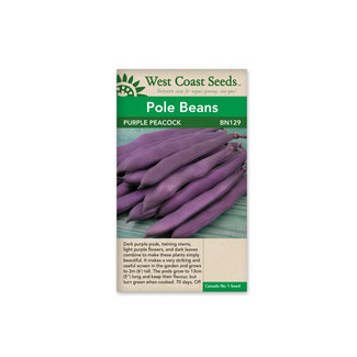 Pole Beans - Purple Peacock