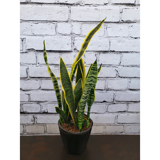 6" Sansevieria Laurentii