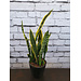 6" Sansevieria Laurentii