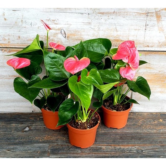 4" Anthurium