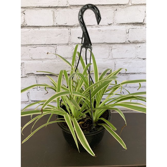 8" Spider Plant HB