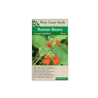 Runner Beans - Scarlet Emperor