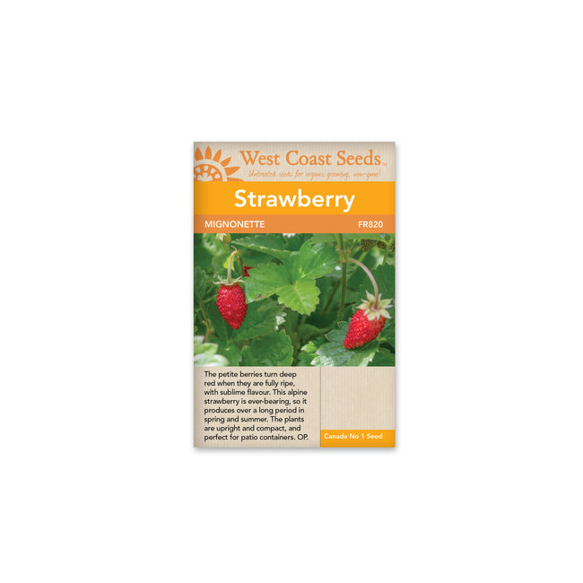 Strawberry - Mignonette