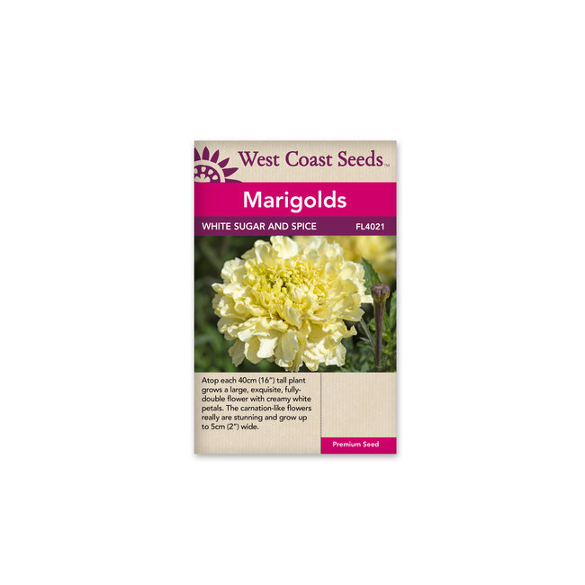 Marigold - White Sugar and Spice