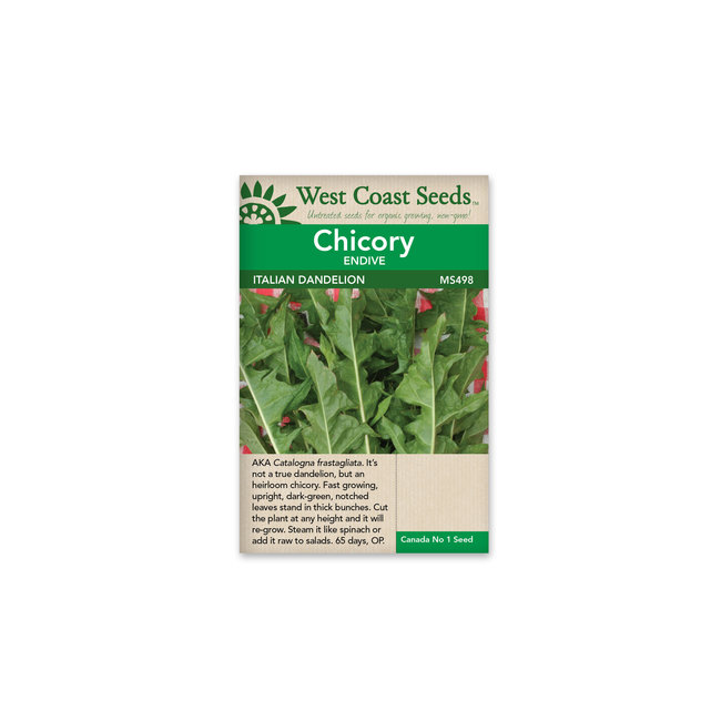 Chicory - Italian Dandelion