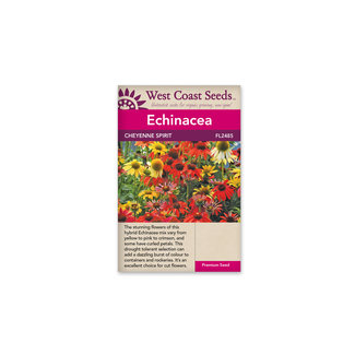 Echinacea - Cheyenne Spirit