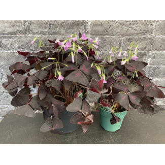 4" Shamrock Red Oxalis