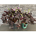 4" Shamrock Red Oxalis