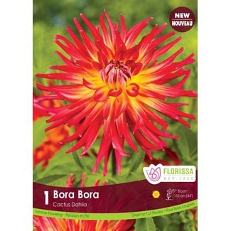 Dahlia - Fringed Bora Bora