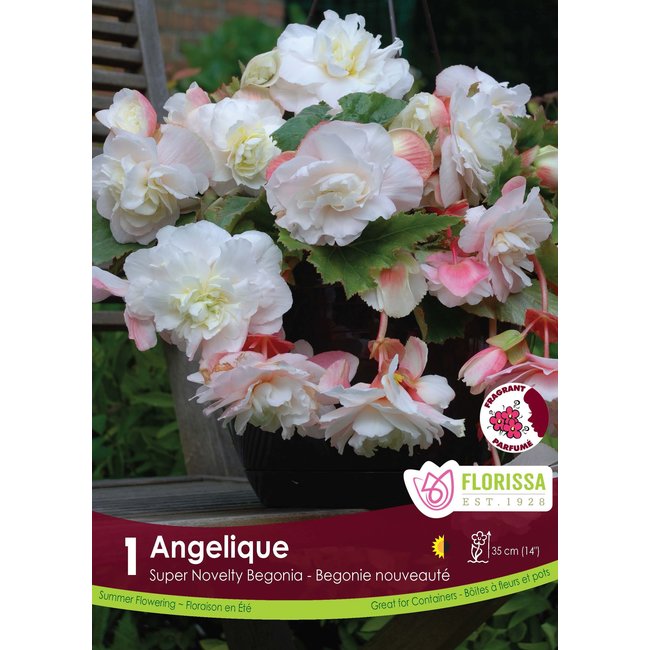 Begonia - Angelique
