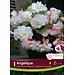 Begonia - Angelique
