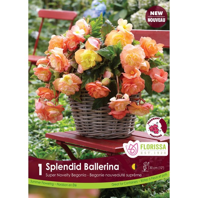 Begonia - Splendid Ballerina