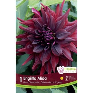 Dinnerplate Dahlia - Brigitta Alida