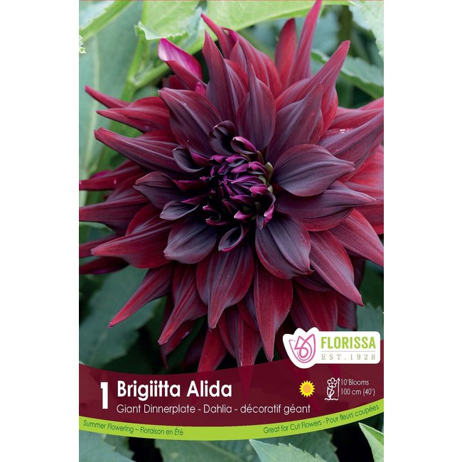 Dinnerplate Dahlia - Brigitta Alida