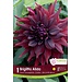 Dinnerplate Dahlia - Brigitta Alida