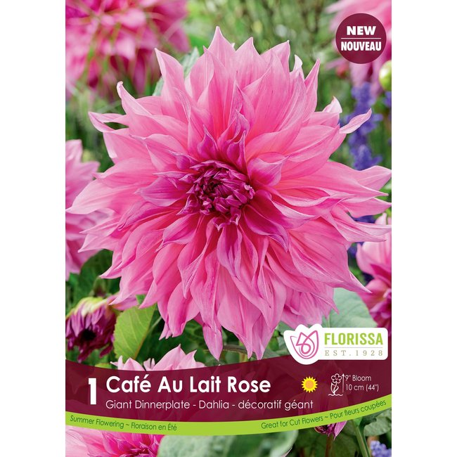 Dinnerplate Dahlia - Cafe Au Lait Rose