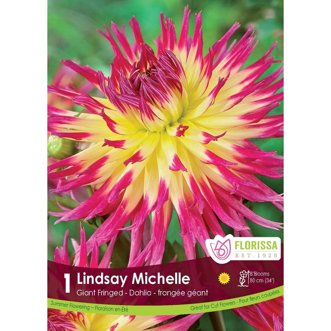 Dinnerplate Dahlia - Lindsay Michelle