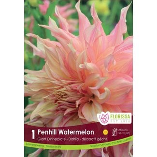 Dinnerplate Dahlia - Penhill Watermelon