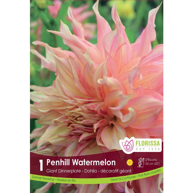 Dinnerplate Dahlia - Penhill Watermelon
