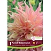 Dinnerplate Dahlia - Penhill Watermelon