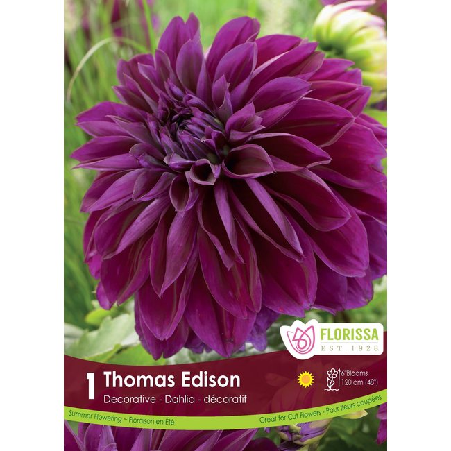 Dahlia - Thomas Edison