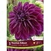 Dahlia - Thomas Edison