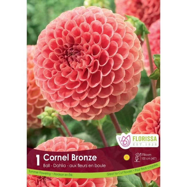 Dahlia - Cornel Bronze