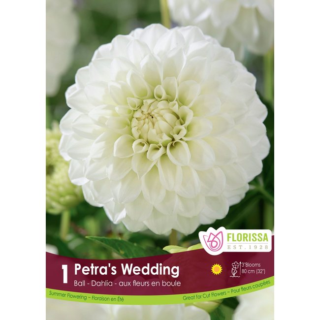 Dahlia - Petra's Wedding Ball