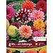 Dahlia - Dinnerplate Mix